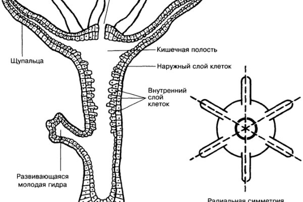 Кракен это даркнет