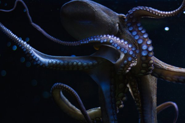 Кракен мониторинг ссылок kraken torion